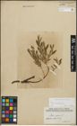 Foto von Salix repens subsp. incubacea (L.) A. Neumann